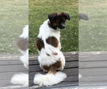 Small #1 Papillon Mix