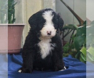 Bernedoodle-Poodle (Miniature) Mix Puppy for sale in EAST EARL, PA, USA
