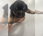 Small Photo #11 Olde English Bulldogge Puppy For Sale in SAINT PAUL, MN, USA