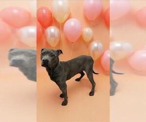 American Pit Bull Terrier Dogs for adoption in HESPERIA, CA, USA