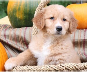 Golden Retriever Puppy for sale in JONES, MI, USA