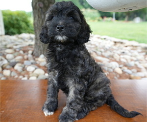 Cockapoo Puppy for sale in HONEY BROOK, PA, USA