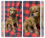 Small Photo #2 Irish Doodle Puppy For Sale in OLPE, KS, USA