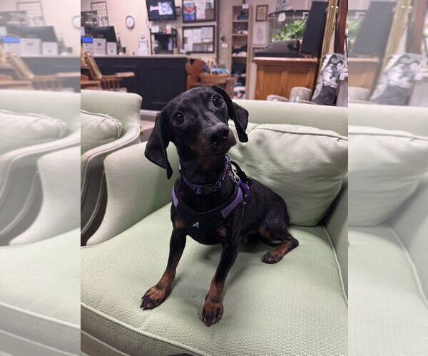Medium Photo #2 Dachshund-Unknown Mix Puppy For Sale in Mundelein, IL, USA