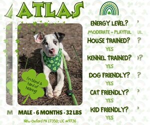 Australian Shepherd-Unknown Mix Dogs for adoption in New Oxford , PA, USA