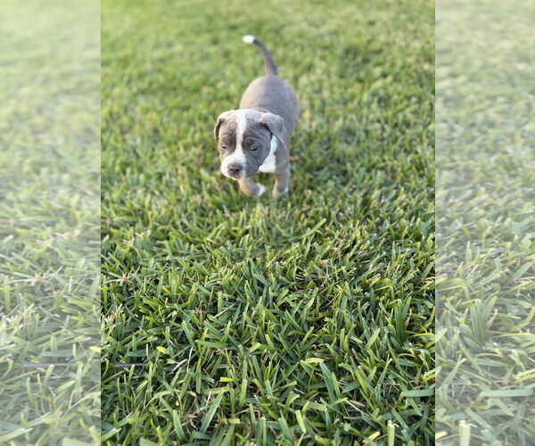 Medium Photo #3 American Bulldog-Unknown Mix Puppy For Sale in The Woodlands, TX, USA