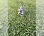 Small Photo #3 American Bulldog-Unknown Mix Puppy For Sale in The Woodlands, TX, USA