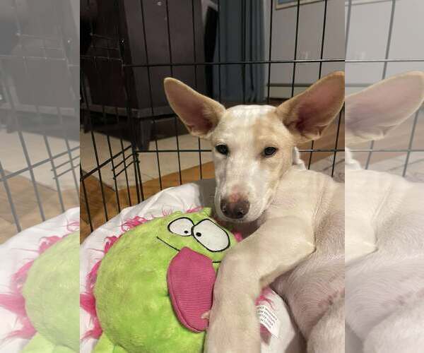 Medium Photo #6 Mutt Puppy For Sale in pomfret, CT, USA