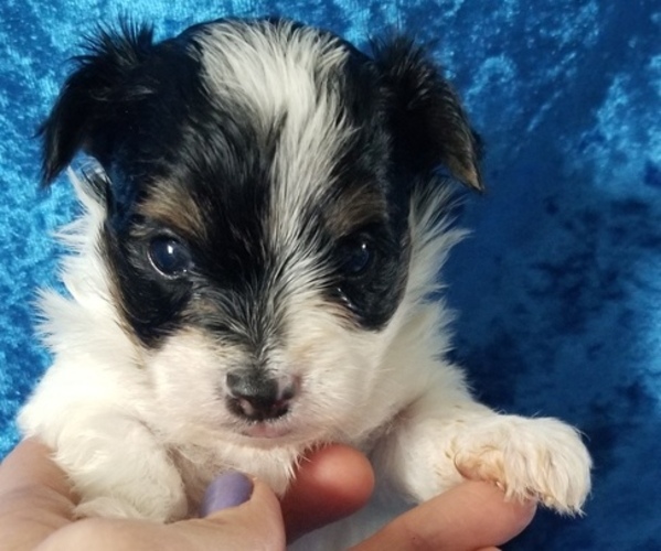 Medium Photo #7 Yorkshire Terrier Puppy For Sale in SARASOTA, FL, USA