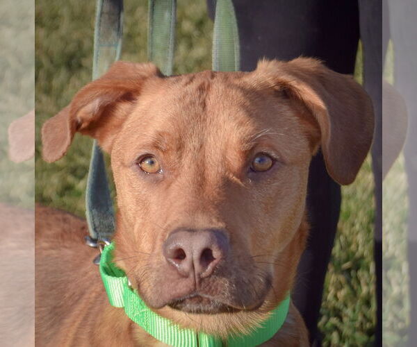 Medium Photo #1 Labralas Puppy For Sale in Huntley, IL, USA
