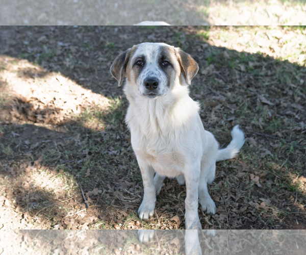 Medium Photo #7 Great Pyrenees Puppy For Sale in Croydon, NH, USA