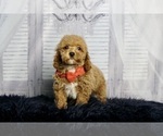 Puppy Roo AKC Poodle (Toy)