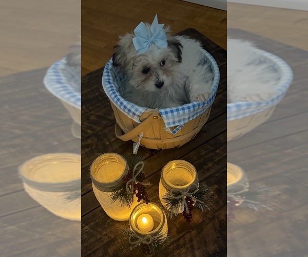 Medium Photo #57 Shih-Poo Puppy For Sale in DINWIDDIE, VA, USA