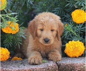 Goldendoodle Puppy for sale in FREDERICKSBG, OH, USA