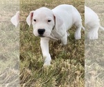 Small Photo #14 Dogo Argentino Puppy For Sale in SAN ANTONIO, TX, USA