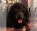 Small Photo #1 Poodle (Standard) Puppy For Sale in MONTICELLO, FL, USA