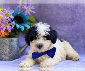 Havanese-Poodle (Toy) Mix Puppy for sale in LANCASTER, PA, USA