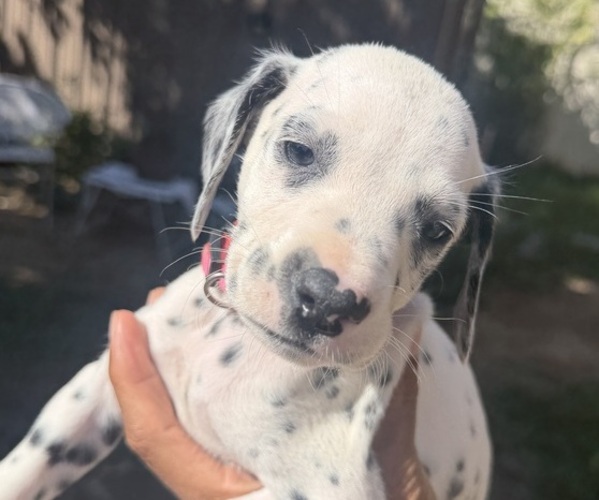 Medium Photo #3 Dalmatian Puppy For Sale in COLTON, CA, USA