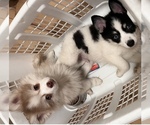 Small Photo #2 Pomsky Puppy For Sale in SPARKS, NV, USA