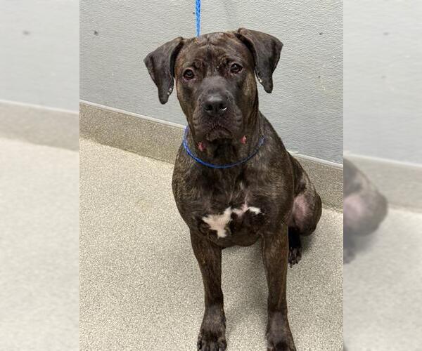 Medium Photo #1 Presa Canario-Unknown Mix Puppy For Sale in Las Vegas, NV, USA