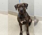 Small Presa Canario Mix