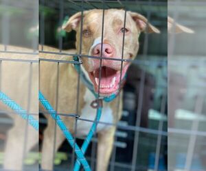 Levi - Male Mutt Dog for Adoption - Photo #10