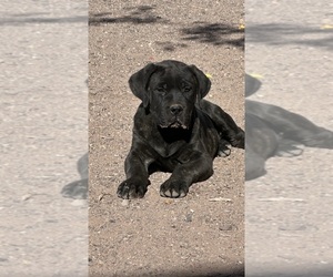 Mastiff Puppy for sale in DEMING, NM, USA