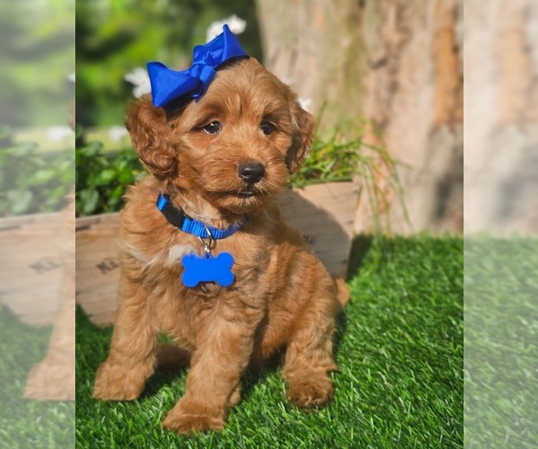 Medium Photo #3 Goldendoodle (Miniature) Puppy For Sale in INDIANAPOLIS, IN, USA
