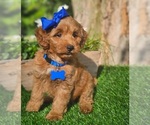 Small #2 Goldendoodle (Miniature)