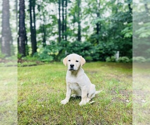 Labrador Retriever Puppy for sale in LOUISBURG, NC, USA