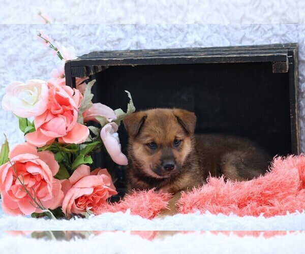 Medium Photo #2 Shiba Inu Puppy For Sale in LOYAL, WI, USA