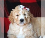 Small Photo #2 Goldendoodle Puppy For Sale in FREDERICKSBRG, PA, USA