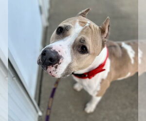 American Staffordshire Terrier-Labrador Retriever Mix Dogs for adoption in Evansville, IN, USA