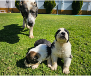 Central Asian Shepherd Dog Puppy for sale in BAKERSFIELD, CA, USA