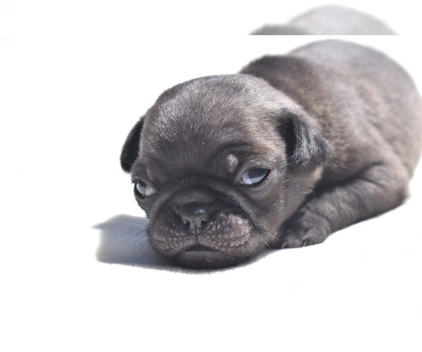 Medium Photo #4 Pug Puppy For Sale in PALM COAST, FL, USA
