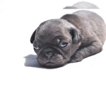 Small Photo #4 Pug Puppy For Sale in PALM COAST, FL, USA