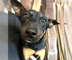 Miniature Pinscher-Unknown Mix Dogs for adoption in Rockaway, NJ, USA
