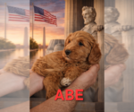 Puppy Abe or Abraham Labradoodle mix (+ Poodle Standard)