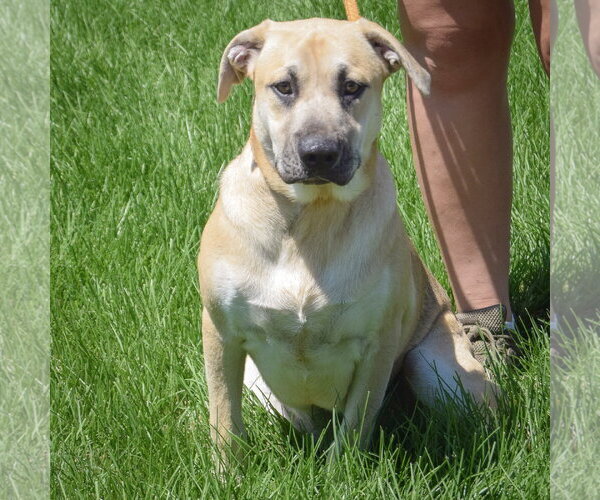 Medium Photo #4 German Shepherd Dog-Mountain Cur Mix Puppy For Sale in Huntley, IL, USA