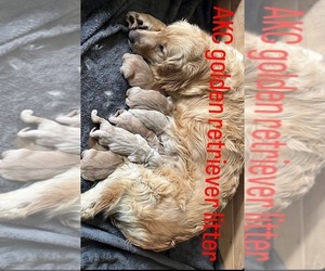 Golden Retriever Puppy for sale in RIVERSIDE, CA, USA