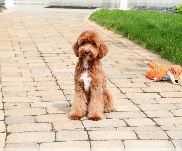 Medium Photo #5 Cavapoo (Miniature) Puppy For Sale in SYRACUSE, IN, USA