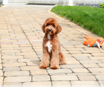 Small #4 Cavapoo (Miniature)