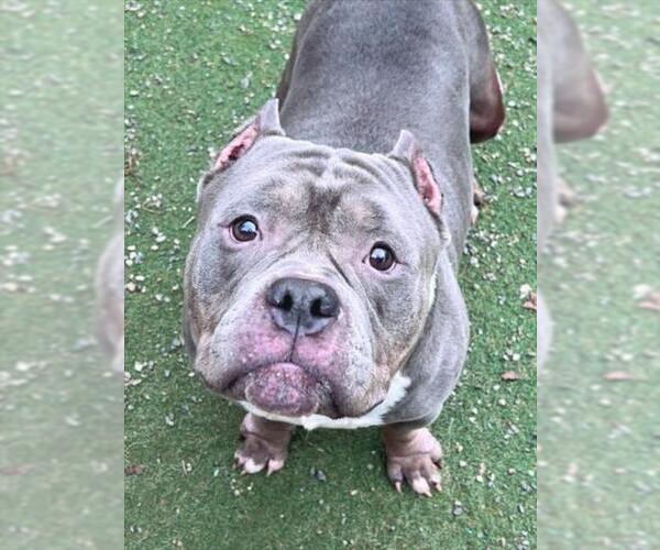 Medium Photo #2 Mutt Puppy For Sale in Woodland, CA, USA