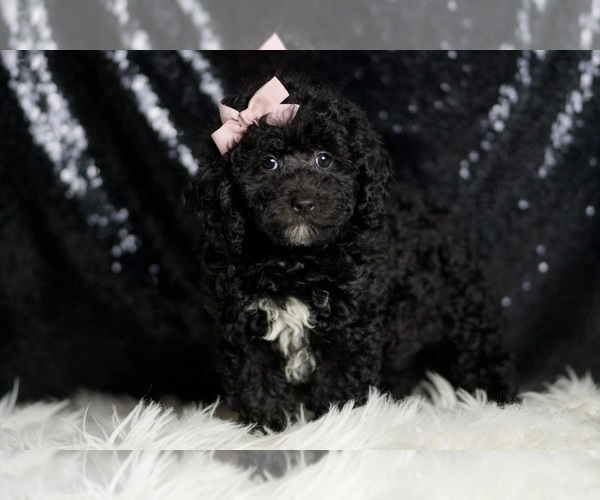 Medium Photo #2 Poodle (Miniature) Puppy For Sale in WARSAW, IN, USA