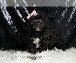 Small #1 Poodle (Miniature)