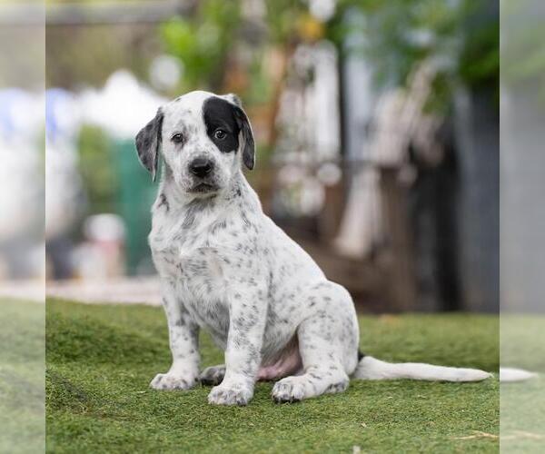 Medium Photo #4 Dalmatian-Labrador Retriever Mix Puppy For Sale in San Diego, CA, USA