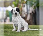 Small #3 Dalmatian-Labrador Retriever Mix