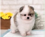 Small Photo #7 Pomeranian Puppy For Sale in MANHATTAN, NY, USA