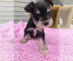 Small Photo #3 Schnauzer (Miniature) Puppy For Sale in GOSHEN, IN, USA