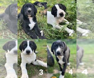 Great Dane-Labrador Retriever Mix Puppy for sale in CHINO HILLS, CA, USA